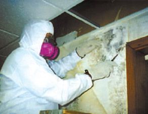 technician cleaning mold