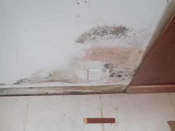 mold on drywall