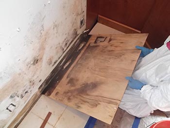 mold floor 